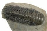 Crotalocephalina Trilobite Fossil - Exposed Hypostome #310283-3